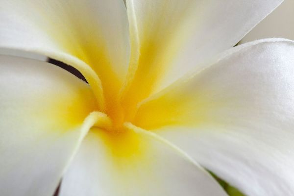 Hawaii-Kauai Detail of a plumeria flower